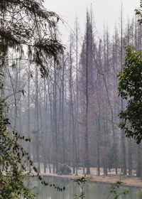 Pond against bare trees in foggy weather