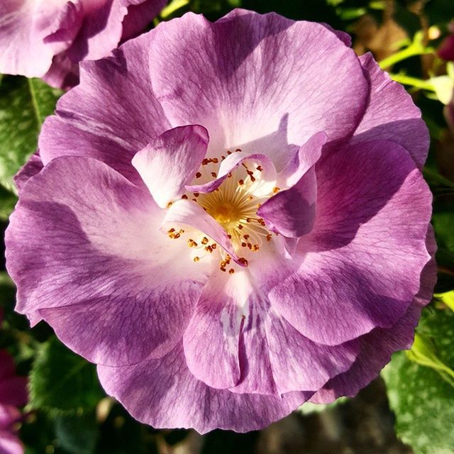 flower, petal, freshness, flower head, fragility, growth, beauty in nature, close-up, pink color, nature, blooming, focus on foreground, in bloom, stamen, plant, pollen, park - man made space, single flower, blossom, day