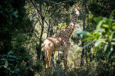 Giraffe standing in forest
