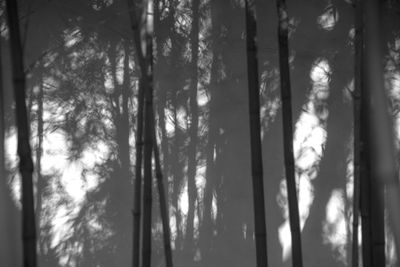 Low angle view of trees in forest