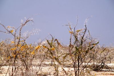 Close-up of fresh flower tree against clear sky