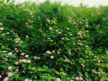 Close-up of flowers growing on plant