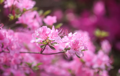 Close-up of pink cherry blossom