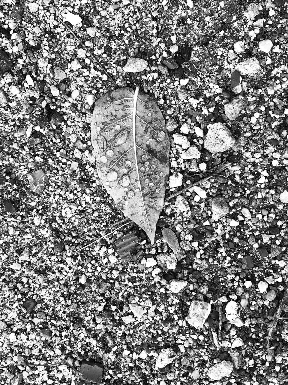 black and white, monochrome photography, leaf, plant part, no people, monochrome, day, nature, textured, heart shape, outdoors, high angle view, pattern, close-up, backgrounds, full frame