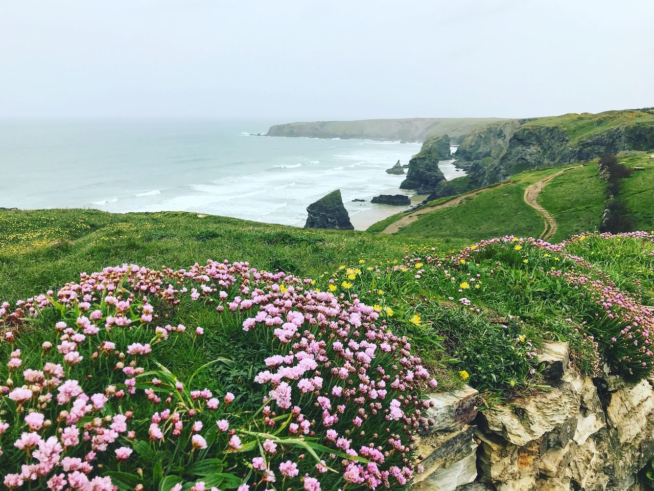 beauty in nature, flowering plant, flower, plant, sea, water, sky, nature, growth, scenics - nature, tranquility, tranquil scene, day, freshness, land, no people, fragility, vulnerability, horizon over water, outdoors, springtime, flower head