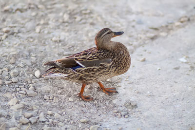 Close-up of duck