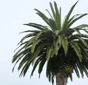 Low angle view of palm tree against sky