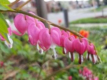 Close-up of pink flowers