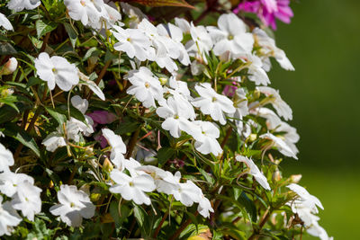 Close-up of white flowering plant