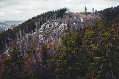 View of pine trees in forest