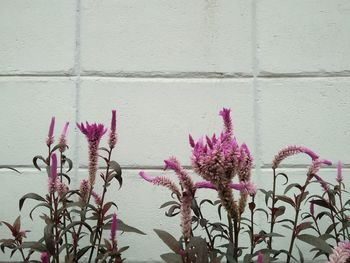 Close-up of pink flowers against wall