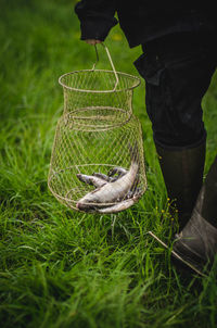 Low section of man holding leaf on field