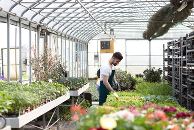 Young man smiling while standing by flower plants in green house