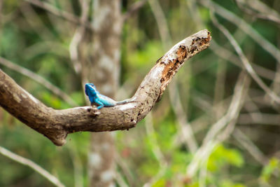 Close-up of a bird on branch