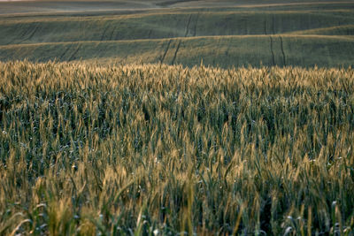 Crops growing on field