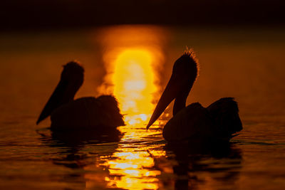 High angle view of a bird in lake