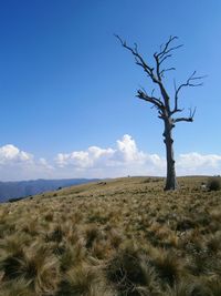 Bare tree on field against sky