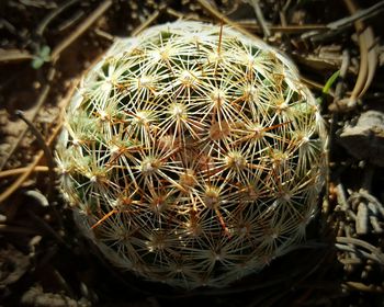 Close-up of cactus plant