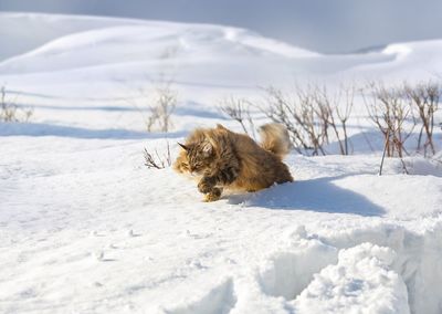 Dog on snow covered land