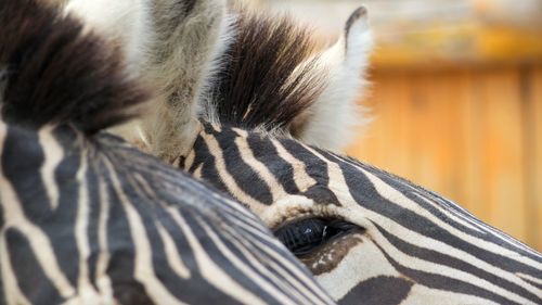 Close-up of zebra relaxing outdoors