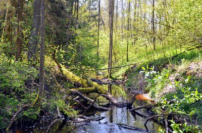 Trees in forest