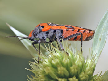 Close-up of butterfly pollinating on flower