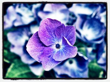 Close-up of purple flowers blooming outdoors