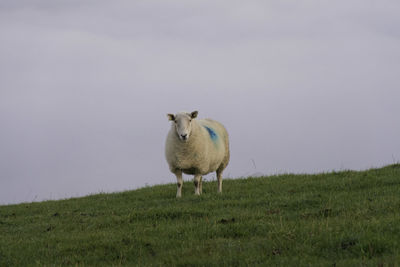 Sheep standing in a field on a hillside