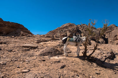 View of a horse on land