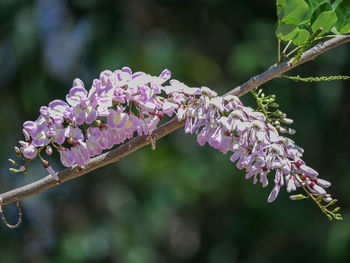 Close-up of purple flowering plant