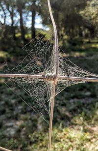 Close-up of spider web on field