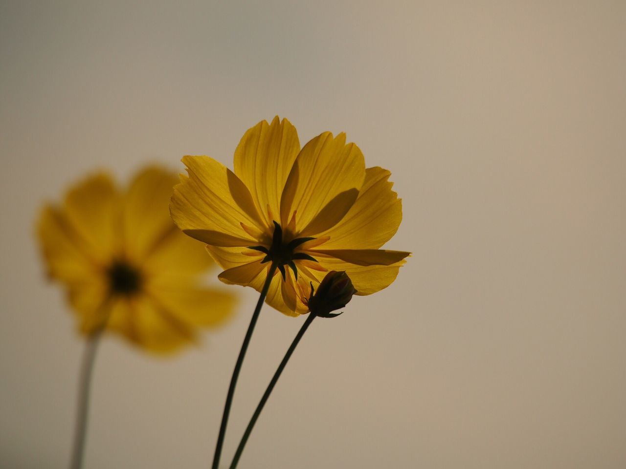 flower, petal, fragility, flower head, beauty in nature, nature, yellow, freshness, growth, plant, blooming, no people, close-up, cosmos flower, outdoors, day, black-eyed susan