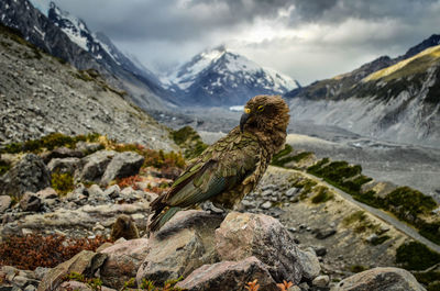 Bird perching on rock against mountains during winter