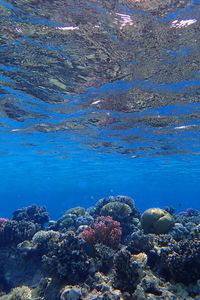 View of coral in sea