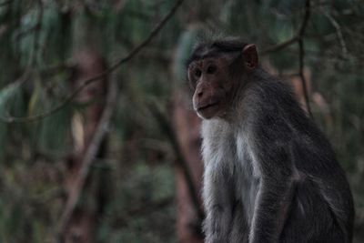 Monkey sitting in a forest