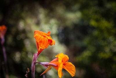 Close-up of plant growing on plant