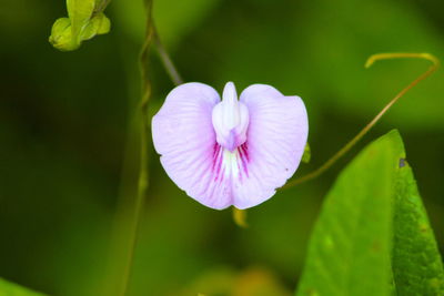 Close-up of pink flowers