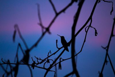 Low angle view of silhouette bird perching on branch against sky