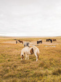 Cows grazing on field against sky