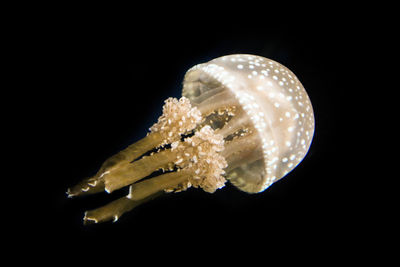 Close-up of jellyfish against black background