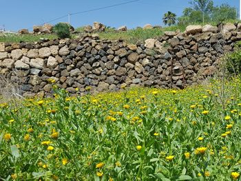 View of flowering plants on land