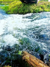 Scenic view of river flowing in forest