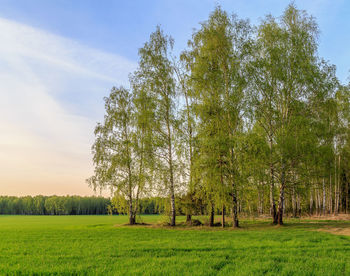 Trees on field against sky