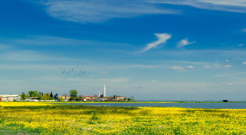 Scenic view of field against sky