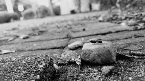 Close-up of surface level of ground