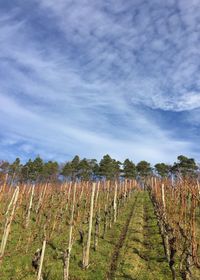 Scenic view of vineyard against sky