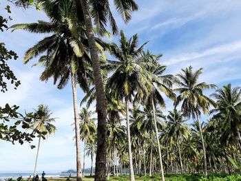 Low angle view of palm trees at beach against sky