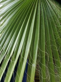 Full frame shot of palm leaf