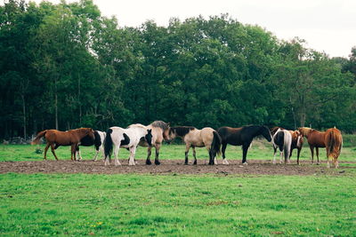 Horses grazing in a field