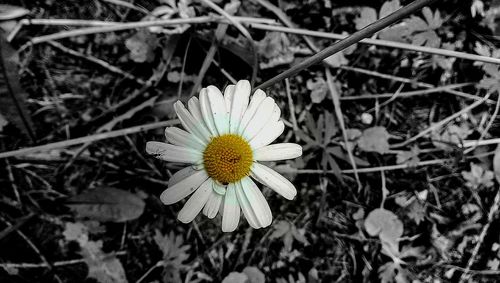 Close-up of yellow flower blooming outdoors